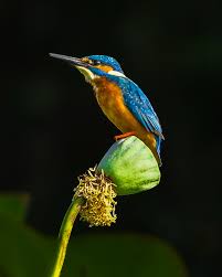 Attēlu rezultāti vaicājumam “Alcedo atthis”