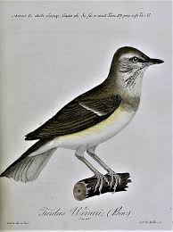 Image result for Turdus obscurus
