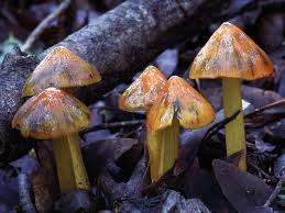 Attēlu rezultāti vaicājumam “Hygrocybe sp.”