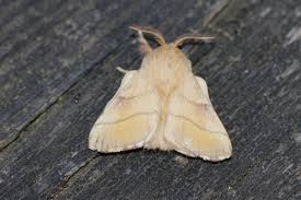 Attēlu rezultāti vaicājumam “Malacosoma neustria”