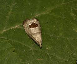 Attēlu rezultāti vaicājumam “Notocelia uddmanniana”