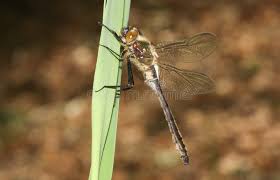 Attēlu rezultāti vaicājumam “Cordulia aenea”