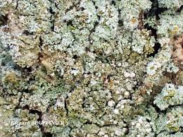 Attēlu rezultāti vaicājumam “Micarea sp.”