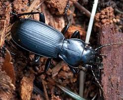Attēlu rezultāti vaicājumam “Pterostichus melanarius”