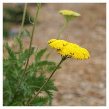 Attēlu rezultāti vaicājumam “Achillea salicifolia leaf”