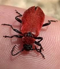 Attēlu rezultāti vaicājumam “Pyrochroa coccinea”