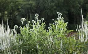 Image result for Echinops spaerocephalus