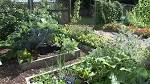 Vegetable Garden | Garden Idea