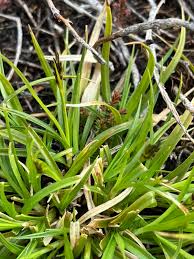 Attēlu rezultāti vaicājumam “Carex dioica”