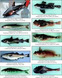 Image result for Arctogadus glacialis