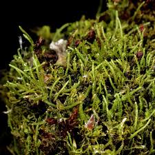 Attēlu rezultāti vaicājumam “Myurella julacea”