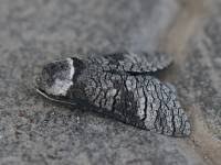 Attēlu rezultāti vaicājumam “Lamellocossus terebra”