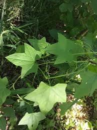 Attēlu rezultāti vaicājumam “Echinocystis lobata leaf”