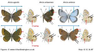 Attēlu rezultāti vaicājumam “Aricia artaxerxes”