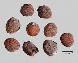 Attēlu rezultāti vaicājumam “Brassica napus”