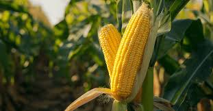 Image result for Mais