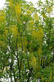 Attēlu rezultāti vaicājumam “Laburnum alpinum fruit”