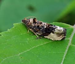 Attēlu rezultāti vaicājumam “Hedya nubiferana”