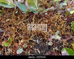 Attēlu rezultāti vaicājumam “Cetraria ericetorum”