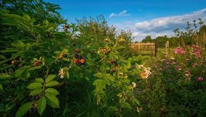 Attēlu rezultāti vaicājumam “Rubus nessensis”