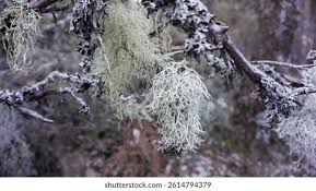 Attēlu rezultāti vaicājumam “Usnea filipendula”