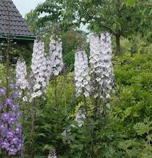 Image result for Rittersporn