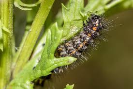 Attēlu rezultāti vaicājumam “Comatricha ellae stalked”