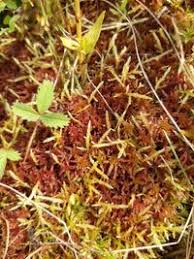 Attēlu rezultāti vaicājumam “Sphagnum warnstorfii”