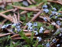 Attēlu rezultāti vaicājumam “Physarum notabile”