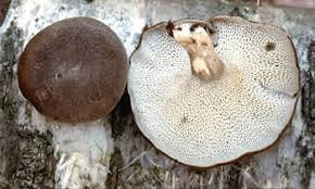 Attēlu rezultāti vaicājumam “Polyporus brumalis”