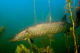 Image result for Esox lucius
