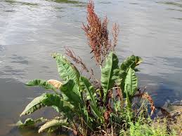 Attēlu rezultāti vaicājumam “Rumex aquaticus”