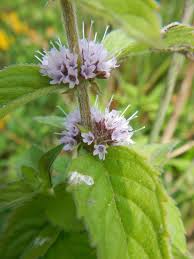 Attēlu rezultāti vaicājumam “Mentha x verticillata leaf”