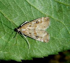 Attēlu rezultāti vaicājumam “Parapoynx stratiotata male”