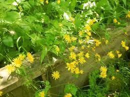 Attēlu rezultāti vaicājumam “Crepis paludosa leaf”