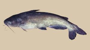 Image result for Ictalurus furcatus