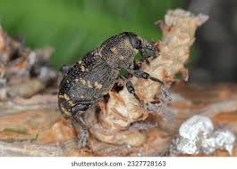 Attēlu rezultāti vaicājumam “Hylobius abietis”