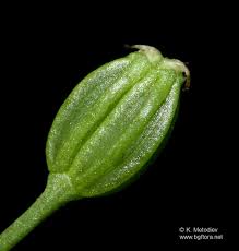 Image result for Carum carvi