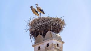 Attēlu rezultāti vaicājumam “Ciconia ciconia nest”