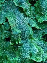 Attēlu rezultāti vaicājumam “Lophocolea minor”