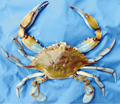 Image result for Callinectes sapidus