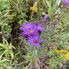 Attēlu rezultāti vaicājumam “Symphyotrichum novae-angliae flower”
