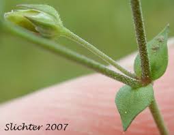Attēlu rezultāti vaicājumam “Arenaria serpyllifolia leaf”