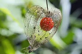 Attēlu rezultāti vaicājumam “Physalis alkekengi”