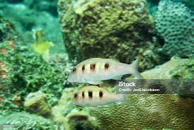 Image result for Pseudupeneus maculatus