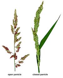 Attēlu rezultāti vaicājumam “Phalaroides arundinacea”