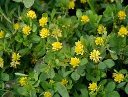 Attēlu rezultāti vaicājumam “Trifolium dubium”