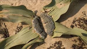 Attēlu rezultāti vaicājumam “Bulbochaete mirabilis”