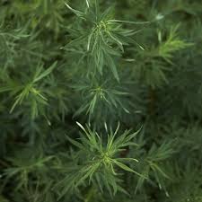 Attēlu rezultāti vaicājumam “Artemisia vulgaris”