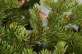 Attēlu rezultāti vaicājumam “Abies balsamea”